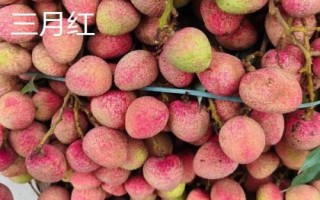 品質好的荔枝苗品種，三月紅、妃子笑、狀元紅等品種均是適宜選擇
