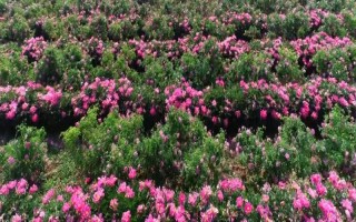 哪里有玫瑰花種植基地，基地在河北或者山東等地