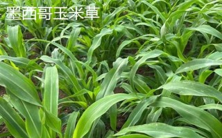 牛喜歡吃哪些草，常見的有象草、狗尾草、紫花苜蓿等