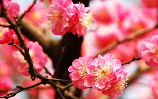梅花的養(yǎng)殖方法，喜歡在陽(yáng)光充足的條件下生長(zhǎng)