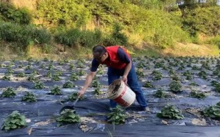 藿香的種植方法，苗高3cm及時(shí)間去過(guò)密苗