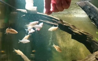 魚能吃什么，不同種類的魚吃的東西不同