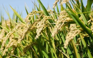 齊粳2號(hào)水稻種子簡(jiǎn)介，該品種主莖12片葉