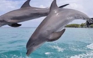 水生哺乳動物的種類，包括虎鯨、海豚、白鰭豚等品種