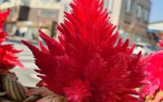 雞冠花的品種，常見的有普通雞冠花、子母雞冠花、圓絨雞冠花等