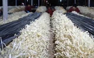 金針菇的種植方法，菌袋適合放置在20-25℃培育室內(nèi)