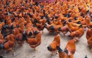什么是閹雞，指通過手術(shù)摘除公雞的睪丸