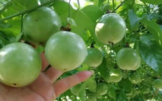 百香果如何進行春季管理，在定植后應(yīng)該澆足定根水