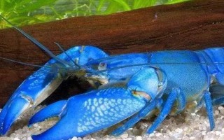 天空藍魔蝦吃什么，可以喂人工蝦糧、紅蟲、水蚯蚓等