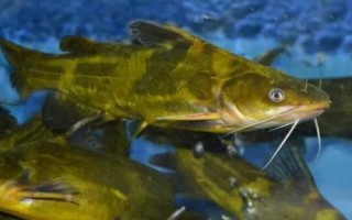 昂刺魚(yú)身上的黃色粘液有沒(méi)有害，可食用而且能夠入藥