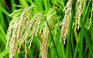 川浙優(yōu)絲苗水稻種子介紹，每畝有效穗數(shù)21.8萬(wàn)穗