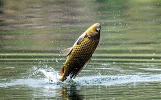 2.0號(hào)子線可以釣多重的魚(yú)，確保質(zhì)量能應(yīng)付10斤以內(nèi)的魚(yú)類