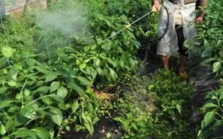 能不能把尿素當葉子菜的葉面肥用，可以當葉面肥但很少有人這樣用