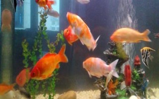 魚是什么季節(jié)產(chǎn)卵，種類不同產(chǎn)卵季節(jié)也不同