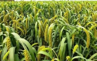我國(guó)農(nóng)作物熟制，不同地區(qū)的主要作物不同