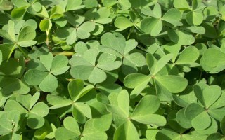秋天種苜蓿能不能過(guò)冬，能過(guò)冬但要施足底肥