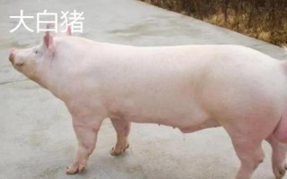 有哪些瘦肉型豬品種，長白豬、大白豬、杜洛克豬均是廋肉型
