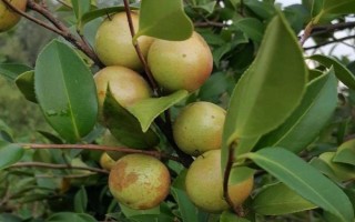 油茶樹(shù)有哪些高產(chǎn)品種，以下6種的產(chǎn)量較高