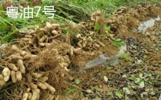 花生的產(chǎn)地，遼寧和山東等地為主產(chǎn)區(qū)