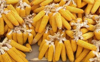 綠星699玉米品種簡介，生育期春季平均113天