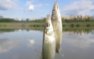 初春野釣鯽魚的技巧，打窩時窩料首選酒米
