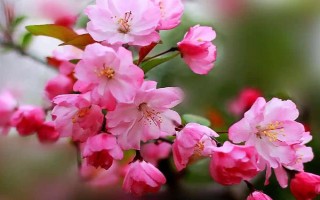 海棠花的寓意是什么，寓意苦戀、頑強不倒等