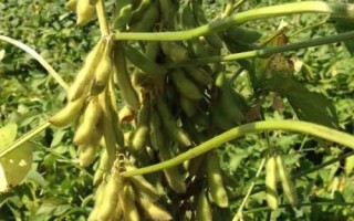 中龍豆105大豆種簡介，種植密度