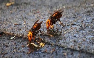 胡蜂的種類，常見品種為金環(huán)胡蜂、黑尾胡蜂、黃腰胡蜂等