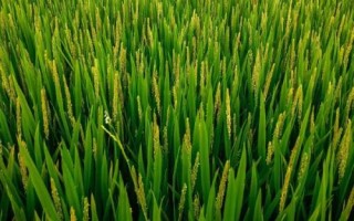 黃廣粵占水稻品種的特性，注意防治白葉枯病