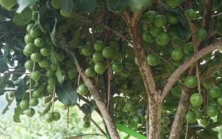 怎么栽培夏威夷果，干旱時堅持每天澆水1-2次