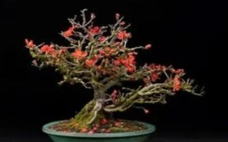 梅花盆景枝干的原因及處理方法，水分不足、光照過強等都會導(dǎo)致