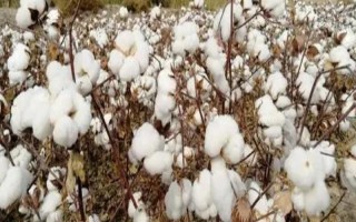 新陸中82號(hào)棉花種子特征特性，地膜播種