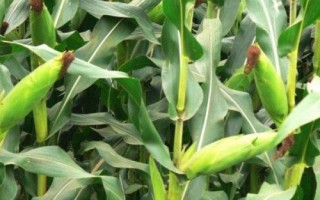 吉禹349玉米種子簡(jiǎn)介，出苗至成熟127天