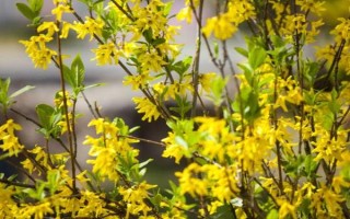 迎春花的品種，常見的有探春、云南黃素馨等