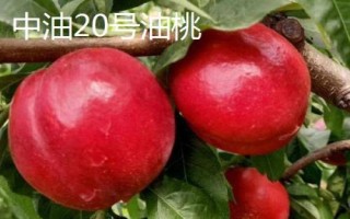 中油16號(hào)油桃的價(jià)格，具體售價(jià)因地而異