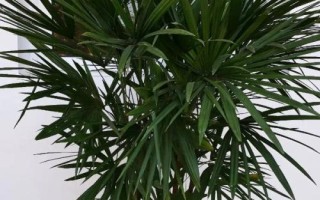 棕竹葉子發(fā)黃的原因，光照過(guò)強(qiáng)、盆土堿性化等均會(huì)導(dǎo)致
