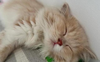 貓打噴嚏的原因，有可能是粉塵、毛發(fā)、濃烈氣味刺激所致