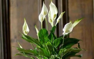 一帆風(fēng)順有什么花語，寓意著事業(yè)有成、莊嚴(yán)圣潔、萬事亨通