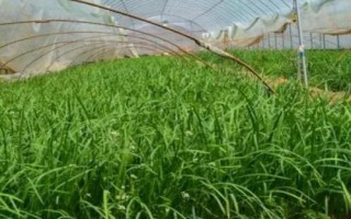 韭菜能用尿素追肥嗎，可以根據(jù)不同的生長(zhǎng)階段合理使用尿素