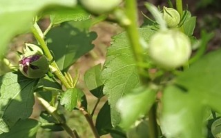 家里可以養(yǎng)木槿花嗎，家里不適合養(yǎng)木槿花