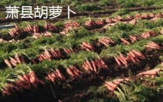 安徽省當(dāng)涂縣的特產(chǎn)，當(dāng)涂醬菜遠(yuǎn)近聞名