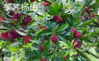 品質(zhì)較好的楊梅樹苗品種，荸薺楊梅為我國著名良種