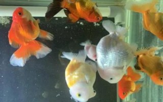 蘭壽魚的養(yǎng)殖方法，要定期換水