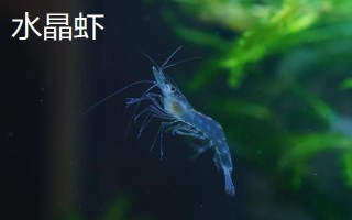 蝦對水質(zhì)的要求，不同品種對酸堿值的要求有區(qū)別