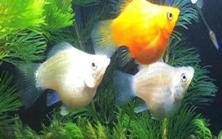 瑪麗魚(yú)和燈科魚(yú)可以混養(yǎng)嗎，防止和大型魚(yú)類(lèi)混在一起