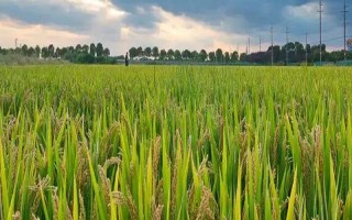 黃廣華占1號水稻種子特點(diǎn)，晚造種植應(yīng)及早播種