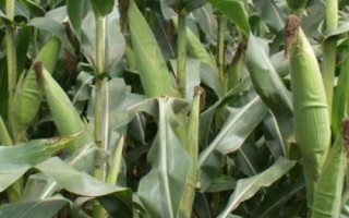 和育639玉米品種的特性，適宜播種期4月下旬至5月上旬