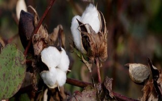 岡雜棉0623棉花品種的特性，4月上中旬播種