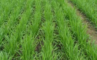 韭菜的種植技術(shù)，土壤解凍后到秋分可隨時播種