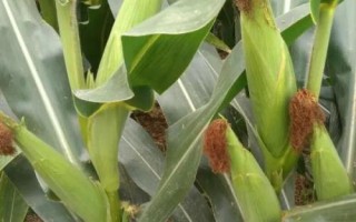 鵬舉398玉米種子簡(jiǎn)介，適宜播種期4月下旬至5月上旬